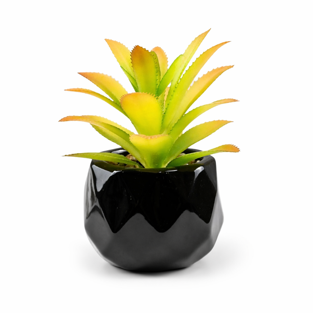 Black Pot Succulent in 11 Designs 11