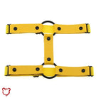 Black 'O' ring garter (1) "O - Ring Black Garter (1)" - The Cursed Closet