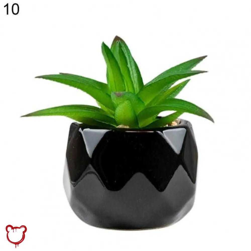 Black Pot Succulent in 11 Designs - The Cursed Closet