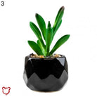 Black Pot Succulent in 11 Designs - The Cursed Closet