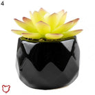 Black Pot Succulent in 11 Designs - The Cursed Closet