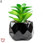 Black Pot Succulent in 11 Designs - The Cursed Closet