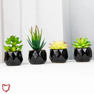 Black Pot Succulent in 11 Designs - The Cursed Closet