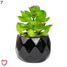 Black Pot Succulent in 11 Designs - The Cursed Closet