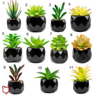Black Pot Succulent in 11 Designs - The Cursed Closet