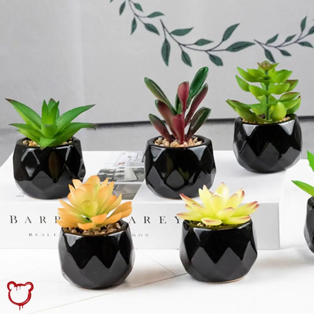 Black Pot Succulent in 11 Designs - The Cursed Closet