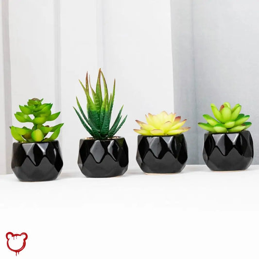 Black Pot Succulent In 11 Designs