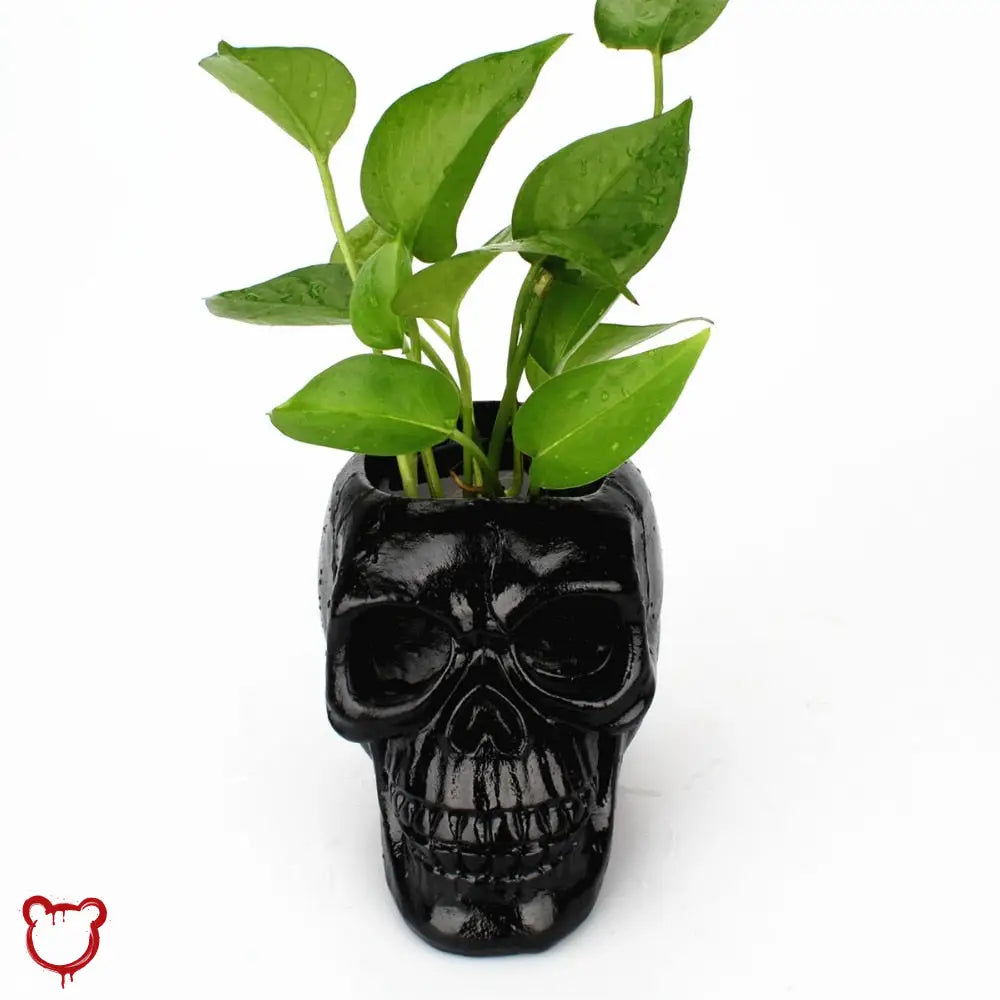 Deadly Black Skull Pot Homeware