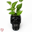 Deadly Black Skull Pot Homeware